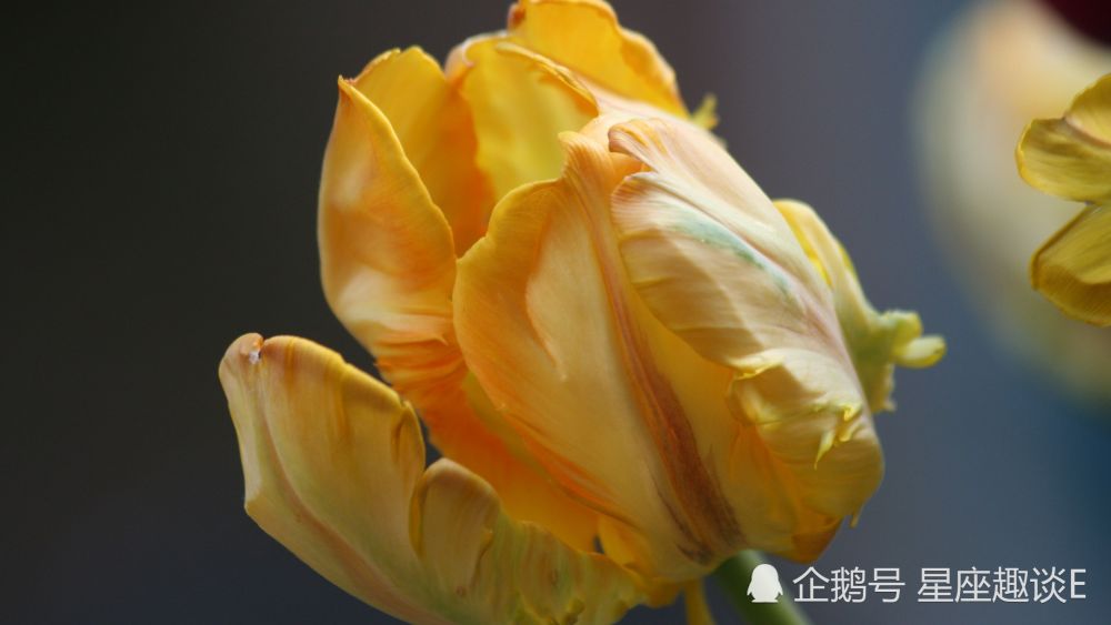 10月31日星座运势 把握机会 不留遗憾的四大星座 腾讯新闻