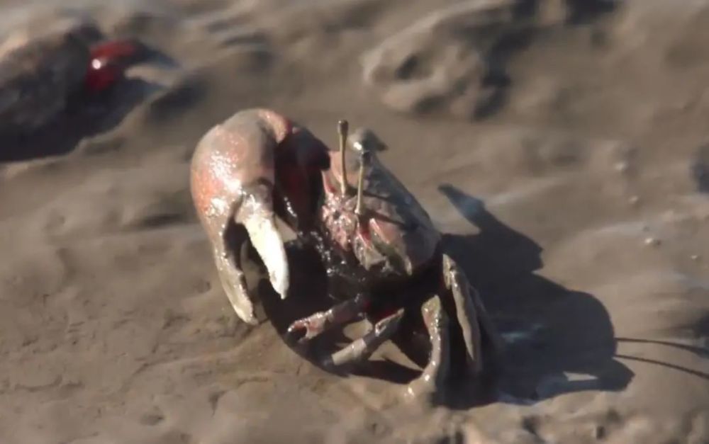 猪筒骨|“烹鸡高人”“化骨侠客”“荡蟹天团” 鄞州味道江湖，谁主沉浮