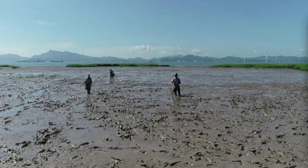 猪筒骨|“烹鸡高人”“化骨侠客”“荡蟹天团” 鄞州味道江湖，谁主沉浮