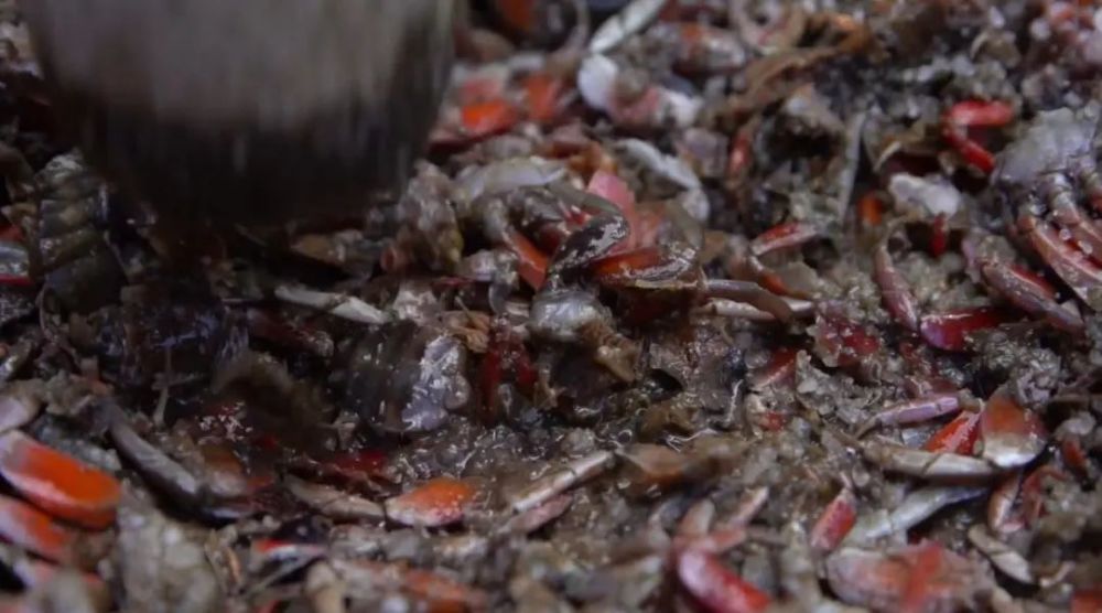 猪筒骨|“烹鸡高人”“化骨侠客”“荡蟹天团” 鄞州味道江湖，谁主沉浮