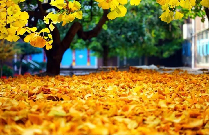 海淀区|这20所北京中小学幼儿园的秋季美景，你想为谁点赞？