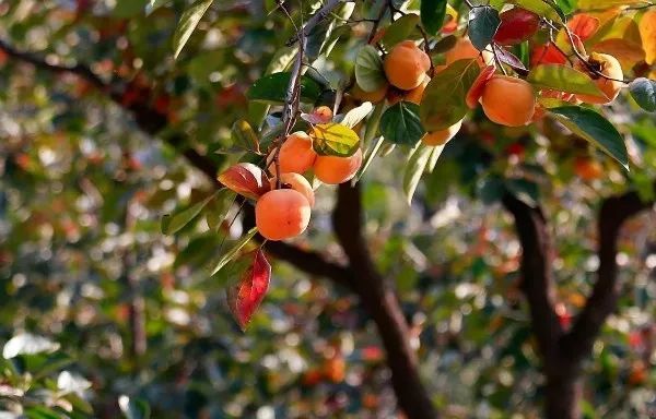 海淀区|这20所北京中小学幼儿园的秋季美景，你想为谁点赞？