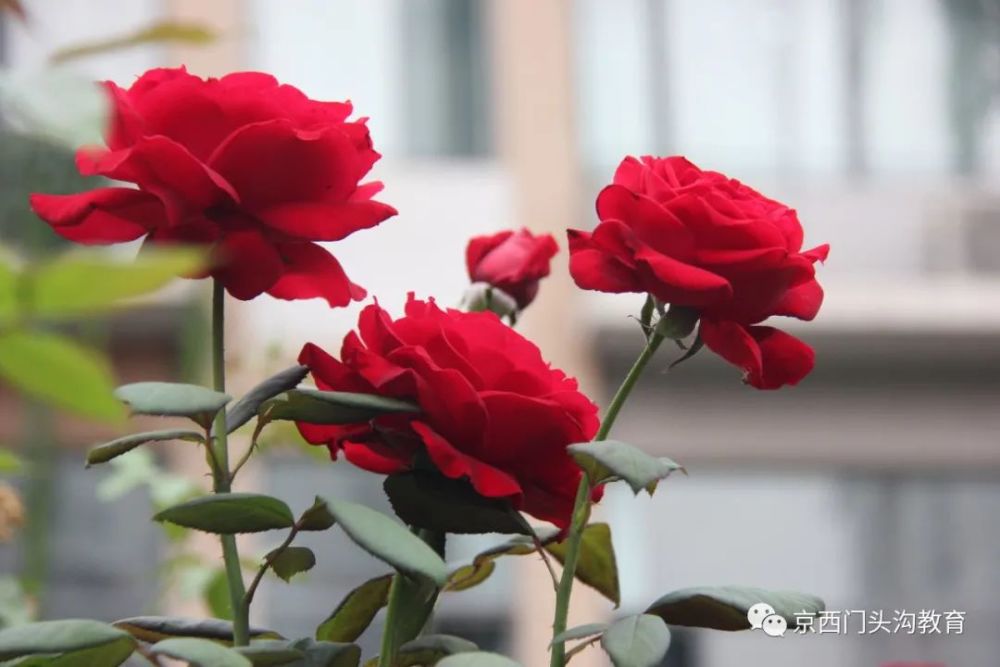 海淀区|这20所北京中小学幼儿园的秋季美景，你想为谁点赞？