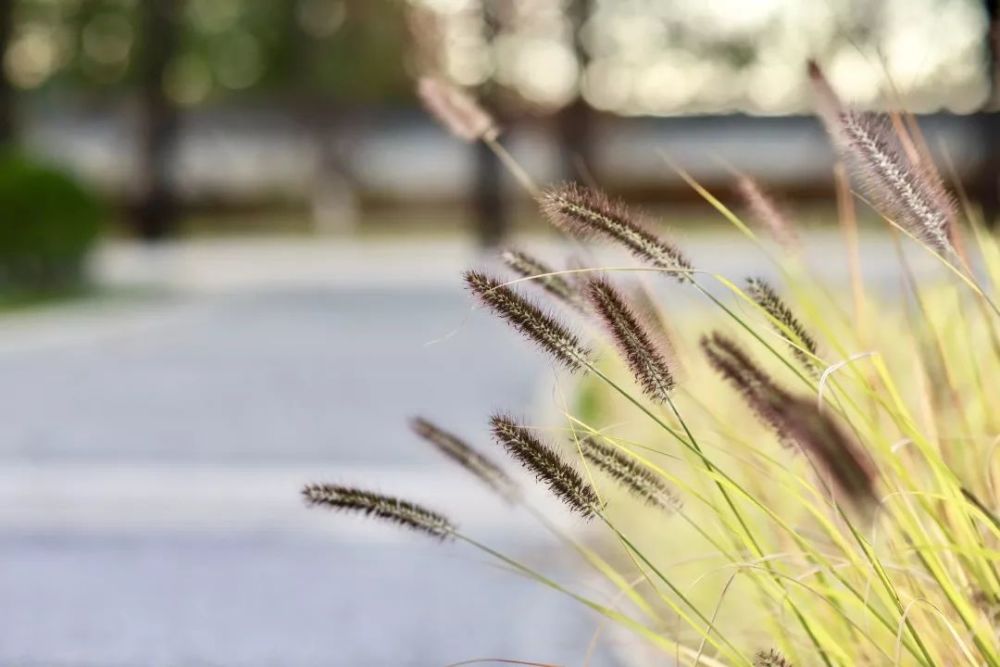 海淀区|这20所北京中小学幼儿园的秋季美景，你想为谁点赞？
