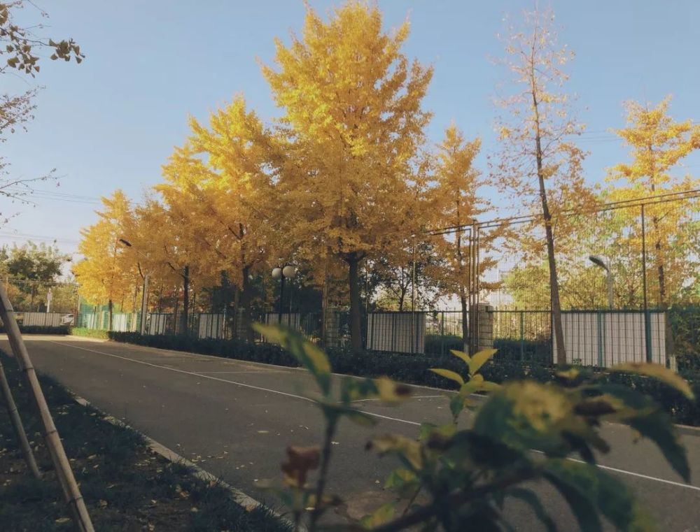 海淀区|这20所北京中小学幼儿园的秋季美景，你想为谁点赞？