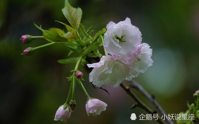 10月31日星座运势 深思熟虑 提高警惕的四大星座 水瓶座 双子座 天蝎座 星座运势 星座 狮子座