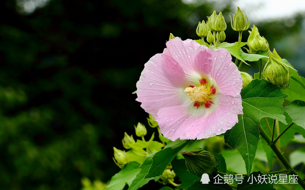 10月31日星座运势 深思熟虑 提高警惕的四大星座 腾讯新闻