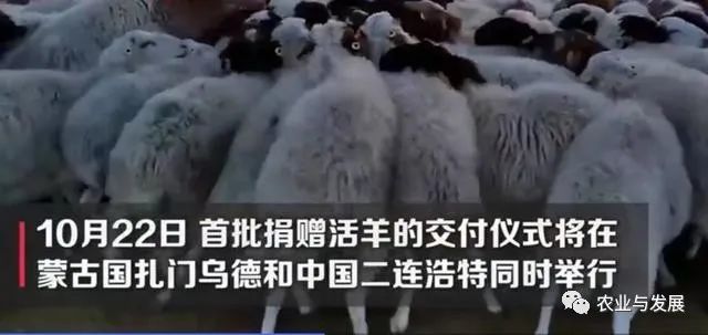 内蒙古|蒙古国捐赠的4000只羊已入境！什么品种？适合我国饲养吗？