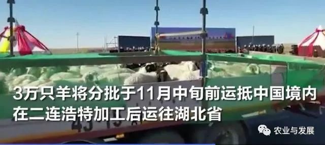 内蒙古|蒙古国捐赠的4000只羊已入境！什么品种？适合我国饲养吗？