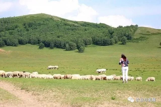 内蒙古|蒙古国捐赠的4000只羊已入境！什么品种？适合我国饲养吗？