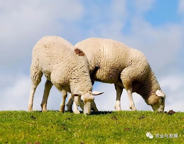 内蒙古|蒙古国捐赠的4000只羊已入境！什么品种？适合我国饲养吗？