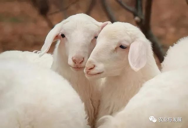 内蒙古|蒙古国捐赠的4000只羊已入境！什么品种？适合我国饲养吗？