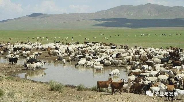 内蒙古|蒙古国捐赠的4000只羊已入境！什么品种？适合我国饲养吗？