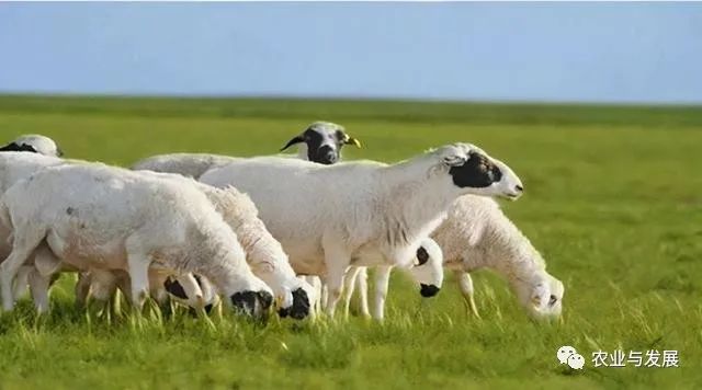 内蒙古|蒙古国捐赠的4000只羊已入境！什么品种？适合我国饲养吗？