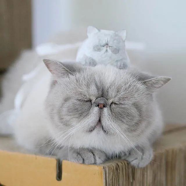 日本这只"睡觉猫"火了,日常不睁眼,把网友都给看困了