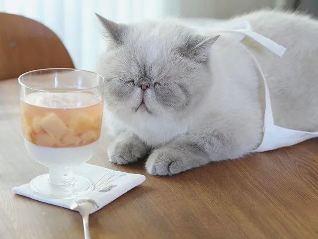 日本这只"懒猫"火了!日常不睁眼,把网友都给看困了