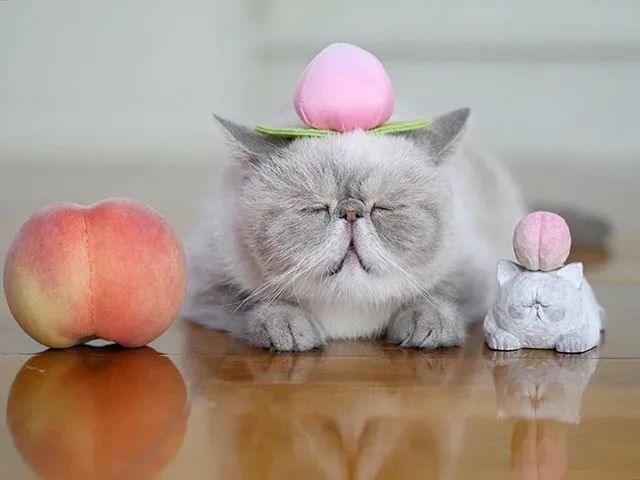 日本这只"懒猫"火了!日常不睁眼,把网友都给看困了