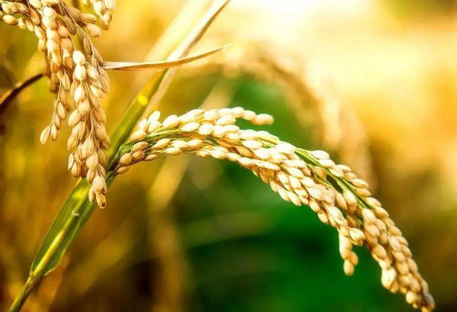 农药|农药《10大作物最常用的农药排行榜》