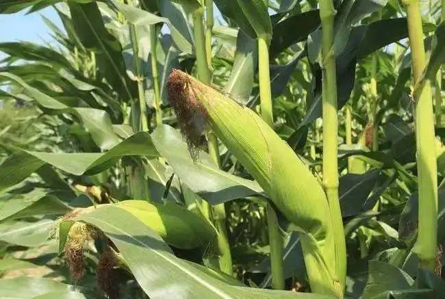 农药|农药《10大作物最常用的农药排行榜》