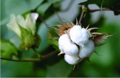 农药|农药《10大作物最常用的农药排行榜》