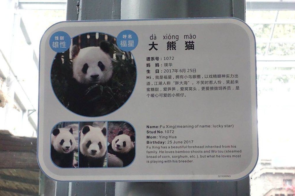 憨态可掬北京动物园秃头大熊猫福星毛发长齐了