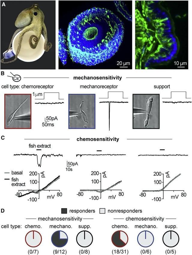 图1  章鱼触手独特的化学和机械感受器细胞