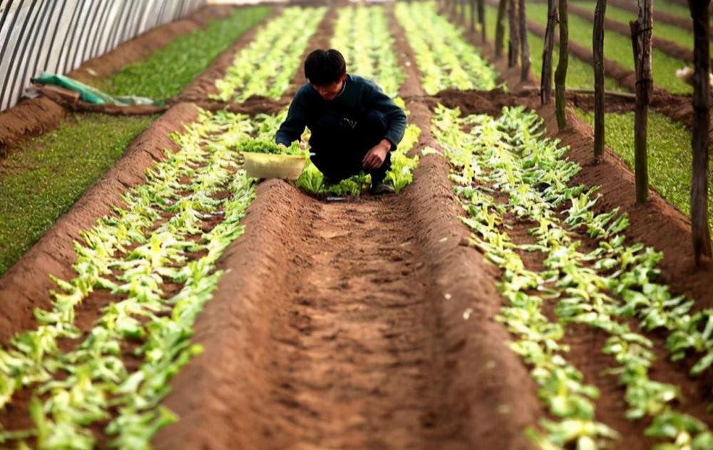 应季蔬菜|11月种菜早知道！应季蔬菜，农户要种了，错过等来年