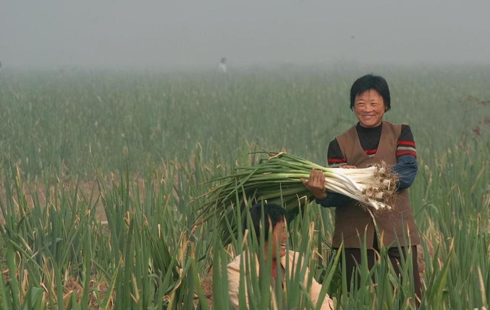 应季蔬菜|11月种菜早知道！应季蔬菜，农户要种了，错过等来年