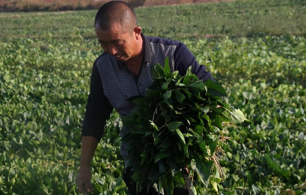 应季蔬菜|11月种菜早知道！应季蔬菜，农户要种了，错过等来年