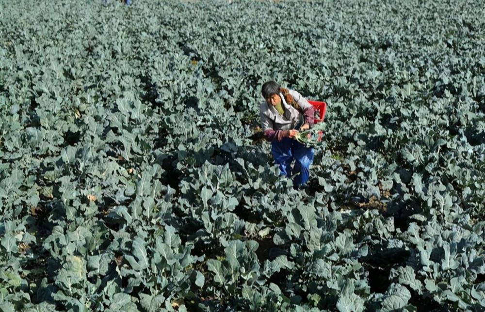 应季蔬菜|11月种菜早知道！应季蔬菜，农户要种了，错过等来年