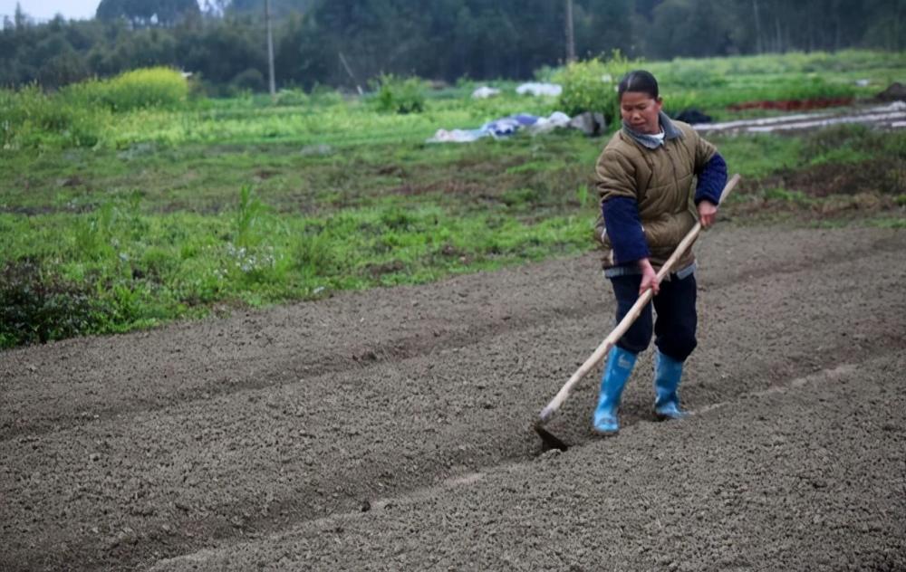 应季蔬菜|11月种菜早知道！应季蔬菜，农户要种了，错过等来年