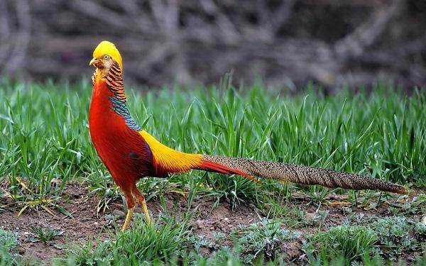 驚豔河南洛陽一景區出現多隻號稱鸞鳳後代的國家級保護動物