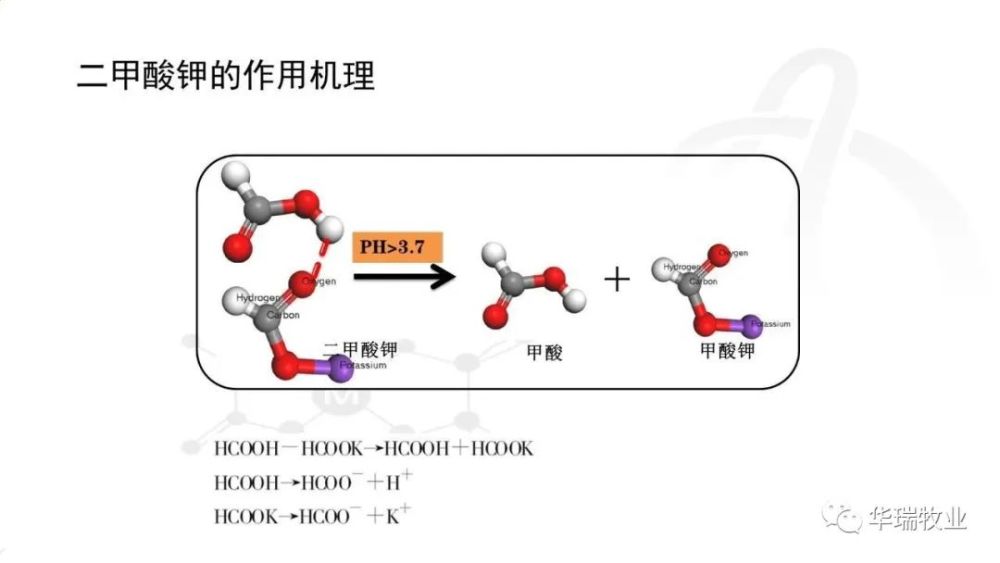 抗生素|二甲酸钾对于动物促生长的原理
