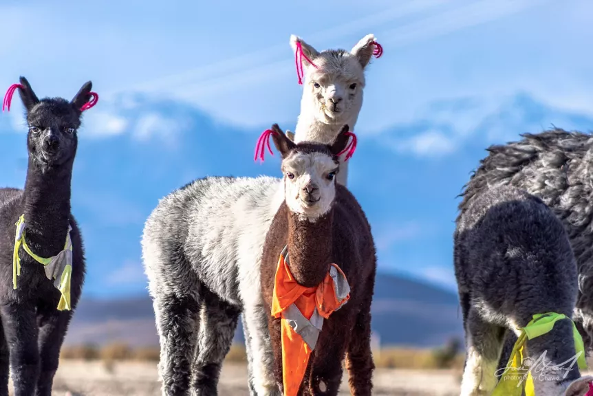 社交距离|吸血蝙蝠在生病时，也会注意社交距离｜一周科技