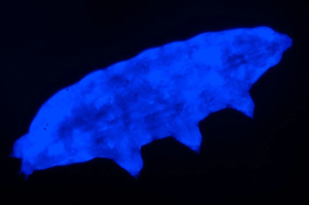 社交距离|吸血蝙蝠在生病时，也会注意社交距离｜一周科技