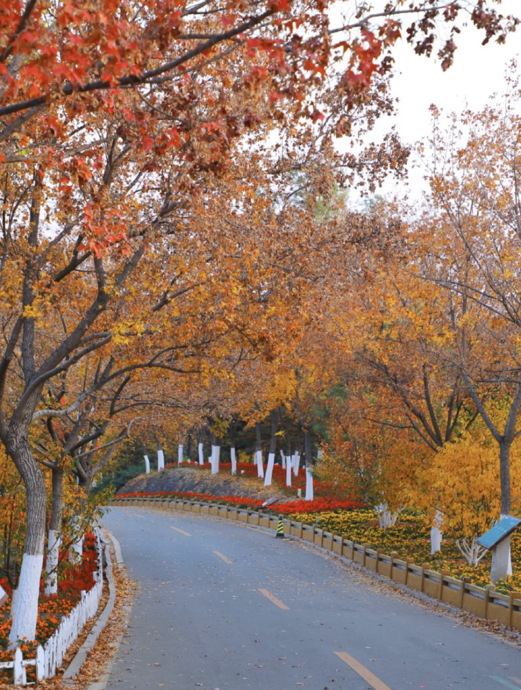 枫叶大道|北京秋季小京都，最美同款枫叶大道，人少景美收割京城秋色