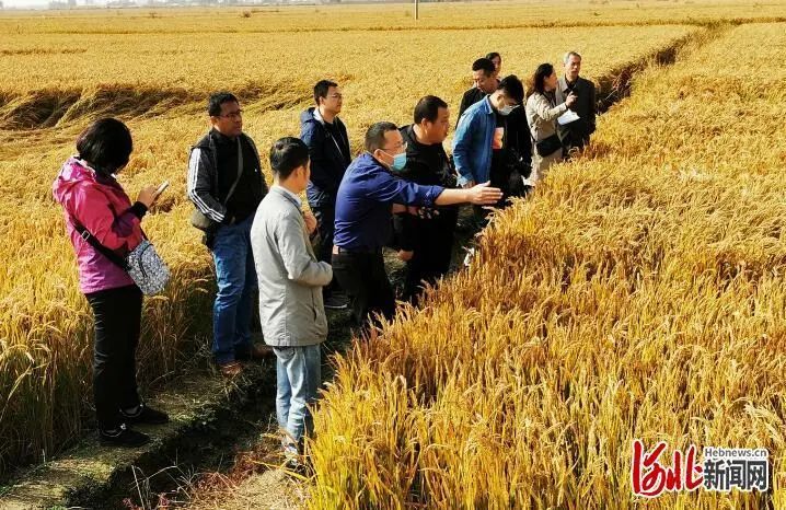 心系"三农"开启乡村振兴新篇章