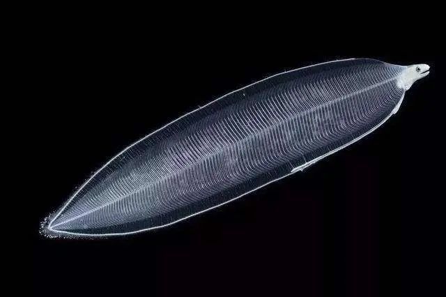 柳叶鳗|透明的不只有幽灵，还有这种鱼｜每天一条冷知识