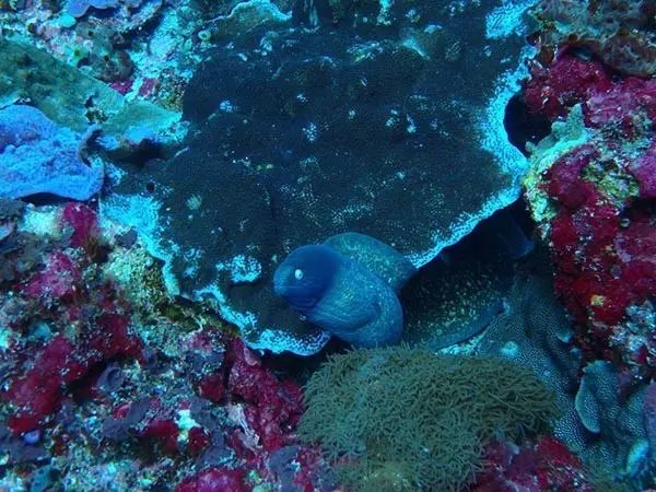 柳叶鳗|透明的不只有幽灵，还有这种鱼｜每天一条冷知识