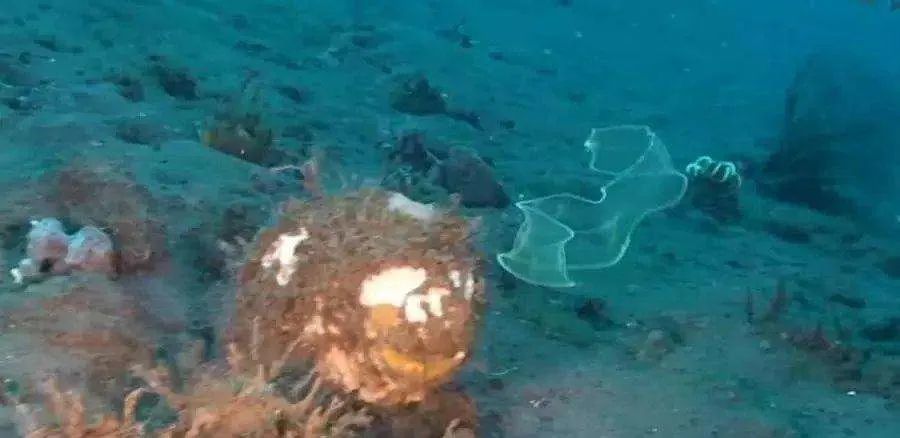 柳叶鳗|透明的不只有幽灵，还有这种鱼｜每天一条冷知识