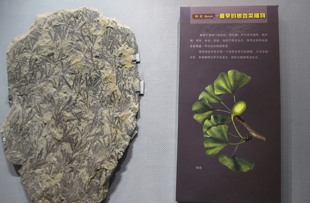 地球|为何人类几万年进化出高等智慧，而恐龙统治地球近2亿年也没有？