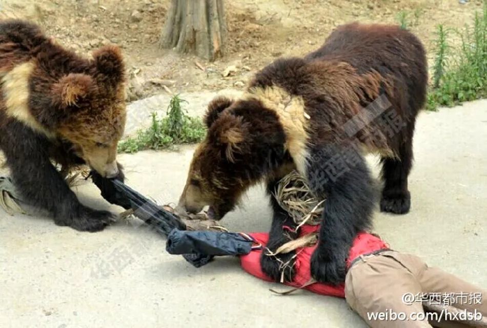 一年之後,柳州動物園的飼養員被大象踩傷