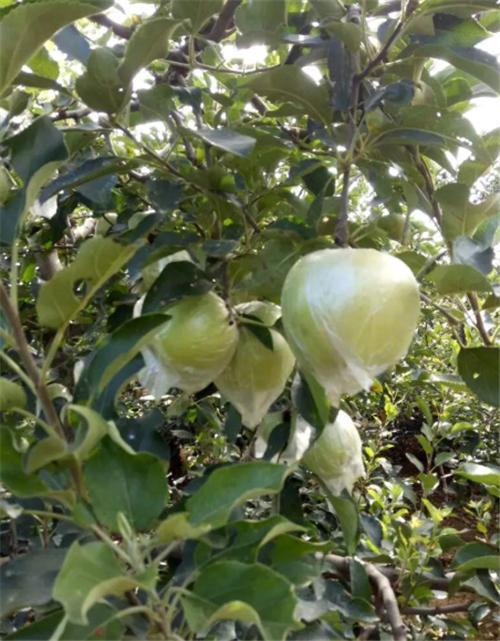 古代苹果不叫 苹果 而是有一个很唯美的名字 日本至今还在用 日本 苹果 植物 林檎