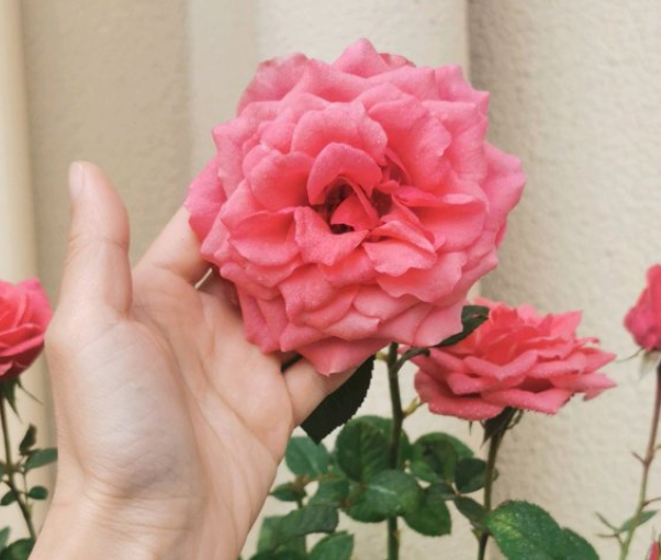 月季花特怕红蜘蛛 治一治 长得更旺更健康 腾讯新闻