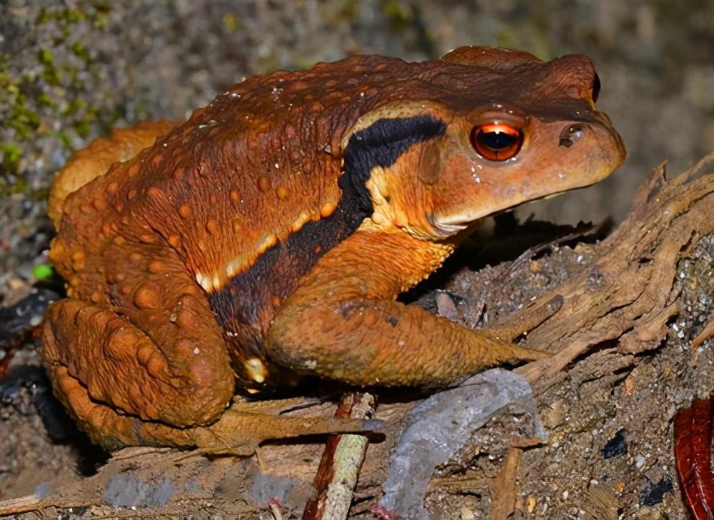 带大家看看各地的蛙类