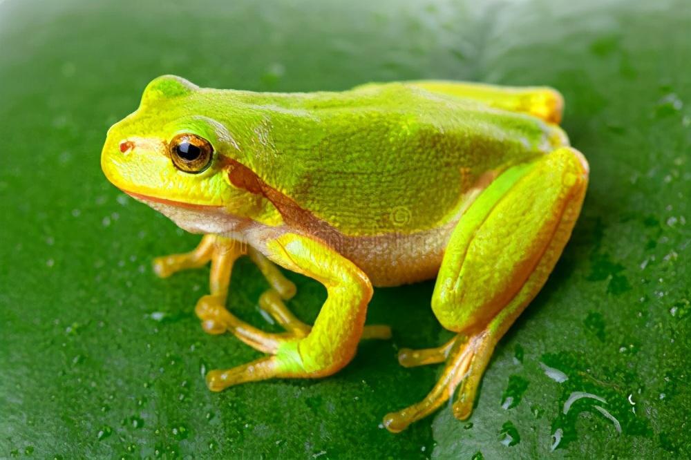 带大家看看各地的蛙类