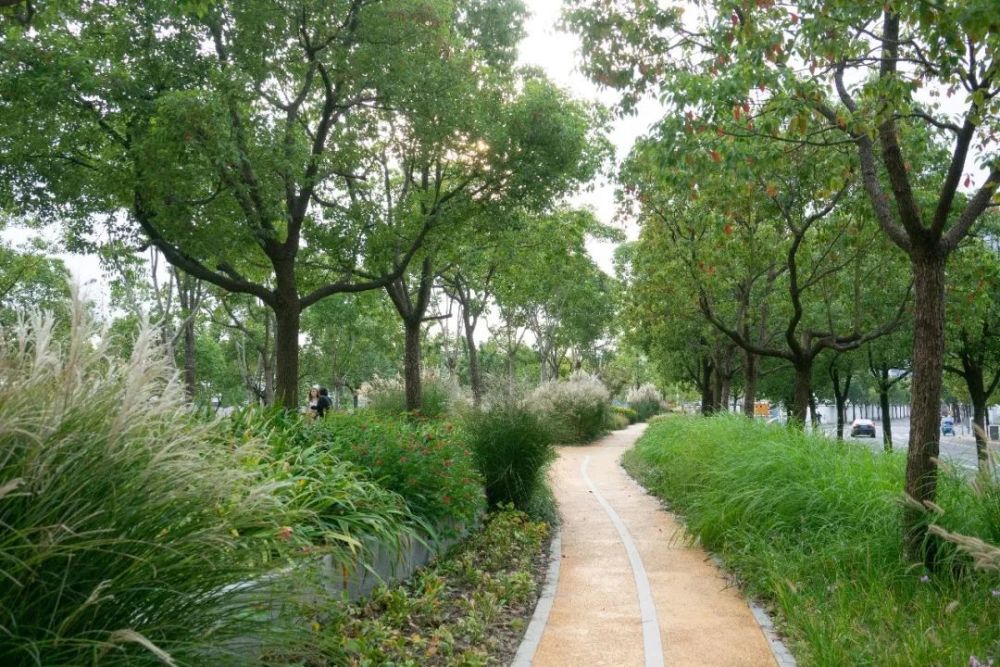 黄浦滨江绿道台地花园镜面花园开启赏草之旅