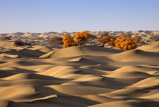 地球|如果地球上所有沙漠变成森林，会对地球有什么影响？