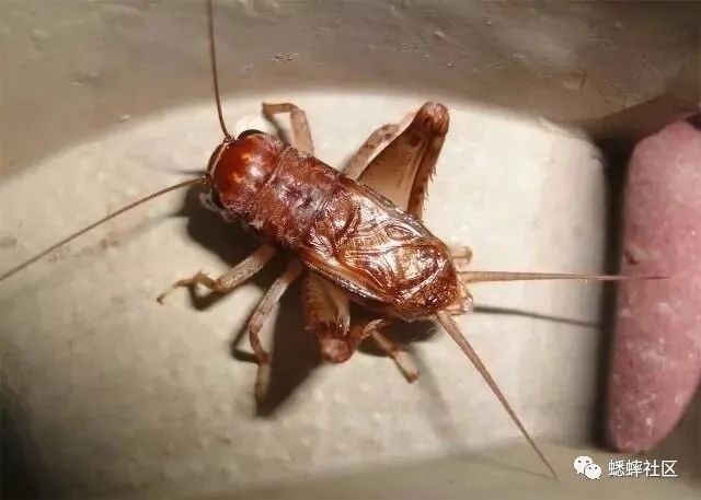 蟋蟀#各路红虫