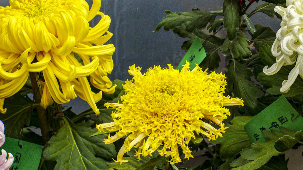 艳丽的菊花散发出幽香的味道